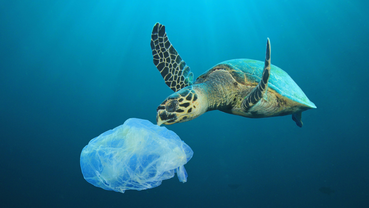 Marine Plastic Pollution – How sea animals die from the plastic