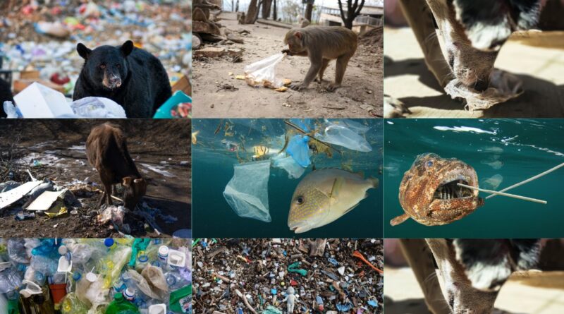 Eco friendly-Amnotplastic